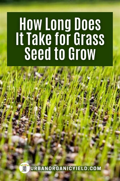 Grass Seed Tips How To Grow Fast Planting Grass Grass Seed Overseeding Lawn