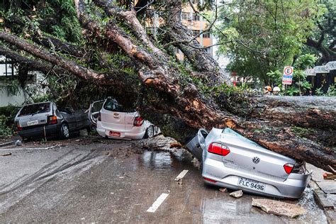 Queda de árvore aumenta em todas as regiões de SP VEJA