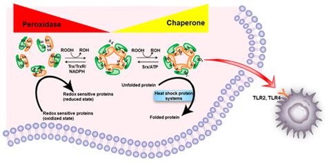 Cells Free Full Text Peroxiredoxin Senescence And Cancer