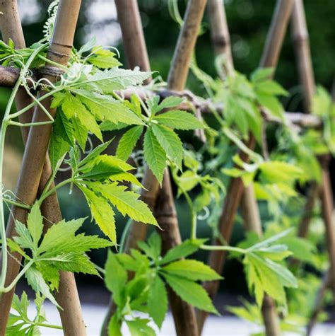 Climbing Plants Diaco S Garden Nursery