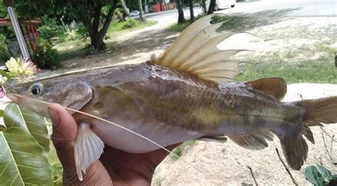 Mengenal Identiti Spesies Ikan Baung Kuning Umpan