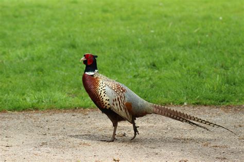 Free Images Nature Bird Wing Prairie Wildlife Portrait Beak