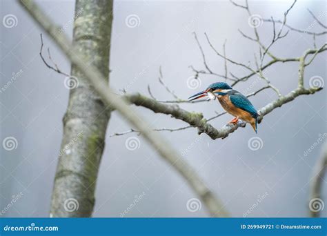 Kingfisher with a Fish in Its Beak Stock Image - Image of exotic ...