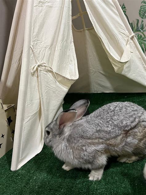 wild animal cafe 1