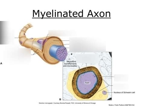 myelinated axon Diagram | Quizlet