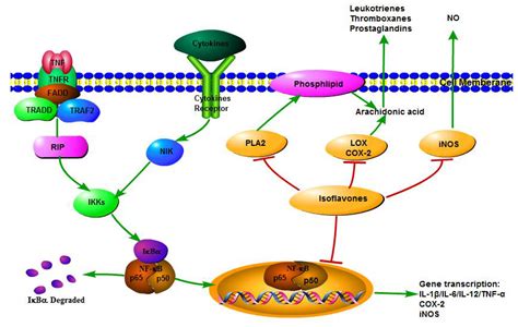 Nutrients Free Full Text Isoflavones Anti Inflammatory Benefit And