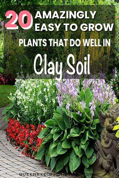 20 Gorgeous Plants For Clay Soil Gardens