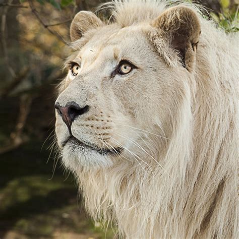 white lion pictures wallpaperscom