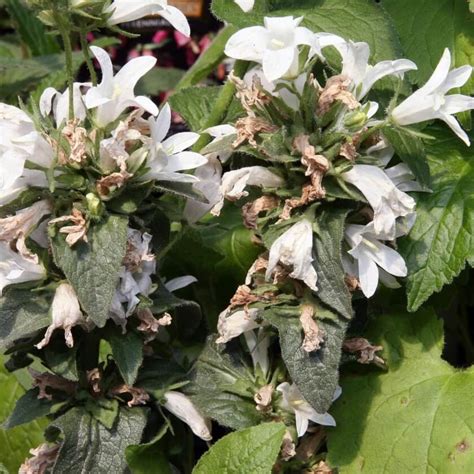 Knäuel Glockenblume Alba Campanula glomerata Alba