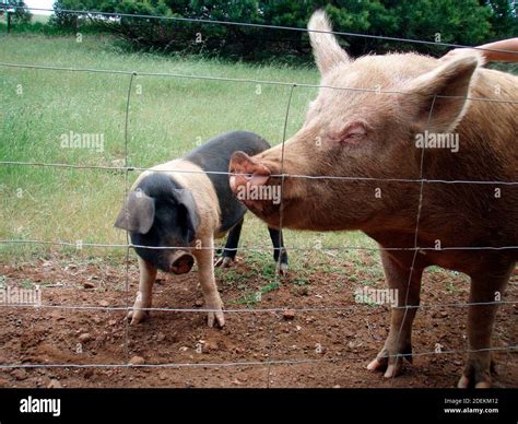 pigs in free range husbandry, animal welfare in pig farming Stock Photo ...