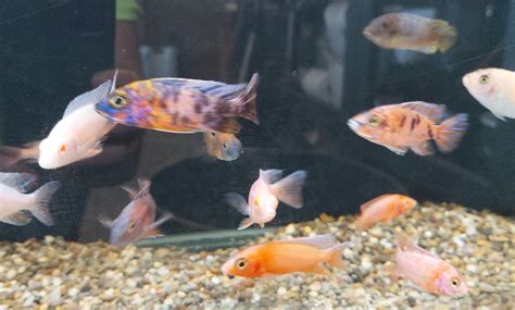 Assorted Aulonocara Peacock Cichlid