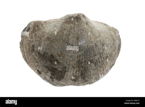 large fossil shell stock photo alamy