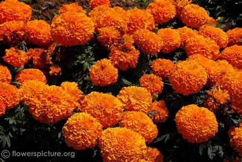 Inca Orange Marigold