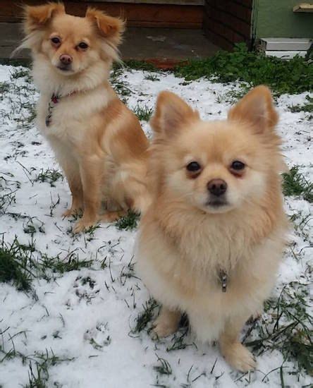 The 25+ best Pomchi dogs ideas on Pinterest