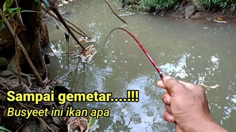 Mancing Wader Sampai Gemetar Begini Joran Ispull Tanago Premium 4 Di