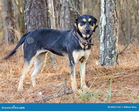 Black and Tan Coonhound Mix Dog Stock Photo - Image of mixed, hound: 84021162