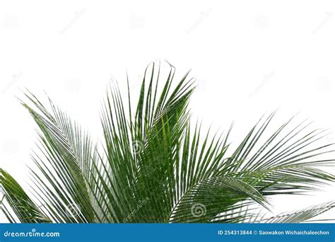 Coconut Leaves On White Isolated Background For Green Foliage Backdrop