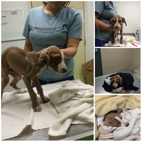 Dog Found Starving Abandoned In Crate Breaks Hearts And Fights For