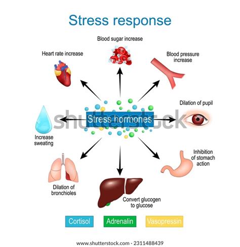 Stress Response Fight-or-flight Response Adrenaline Cortisol Stock ...