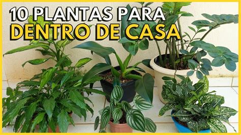 10 PLANTAS PERFEITAS PARA CULTIVAR DENTRO DE CASA YouTube