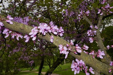 Cercis Siliquastrum in Boom Stock Image - Image of close, leaves: 253203497