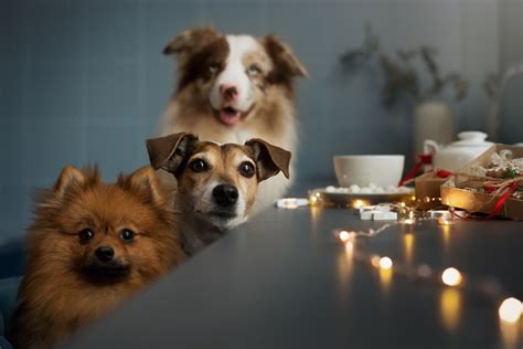 Doggie Day Care Sets Up Priceless Nativity Scene Starring Their Pups - Pet News