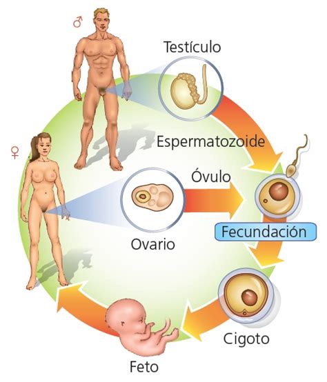 Fundamentos Biol Gicos De La Educaci N Im Genes Sobre La Reproducci N