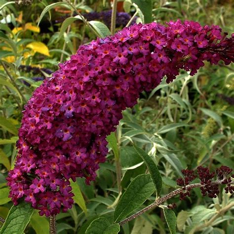 Buddleia Dav Royal Red