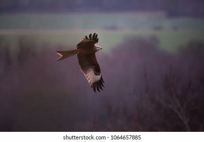 Red Kite Flight Stock Photo 1064657885 | Shutterstock