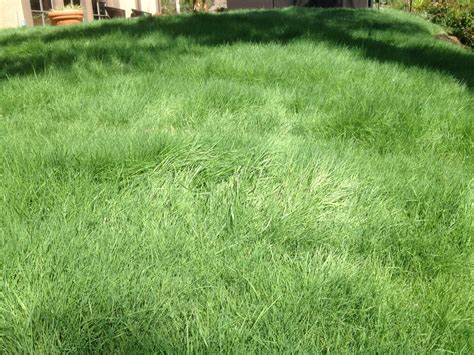 Agrostis Pallens Native Bentgrass Plantmaster