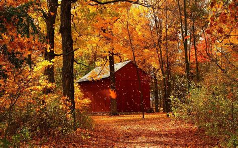 Wallpaper Autumn red maple forest cabins 1920x1200 HD Picture, Image