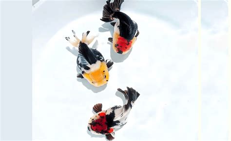 ultimate guide  male oranda goldfish care  breeding