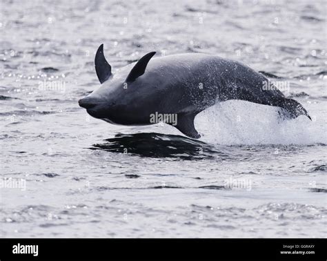 Bottlenose Dolphin Tursiops Truncatus Breaching At Chanonry Point