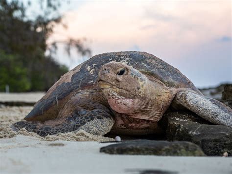 Heron Island Resort | Island Getaways in Queensland