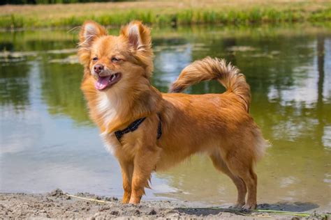 The Definitive Guide to the Pomchi Chihuahua Pomeranian Mix - Pet Life World