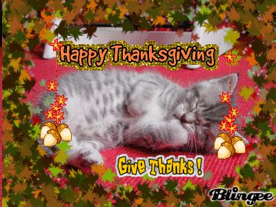 Thanksgiving Kitten Picture #118790685 | Blingee.com