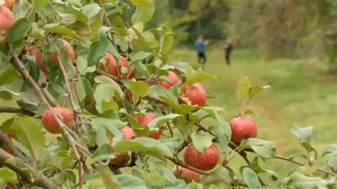 Summer Drought Impacting Minnesota Apple Orchards 5