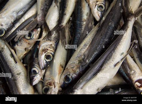 Flying fish close up at fish market in Barbados Stock Photo: 28205626 ...