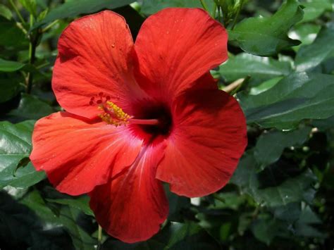 Hibiscus rosa-sinensis (China Rose) | World of Flowering Plants