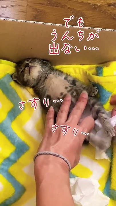 子猫を保護しました4日目 やっとうんちが！shorts 子猫 Cat Kitten Youtube