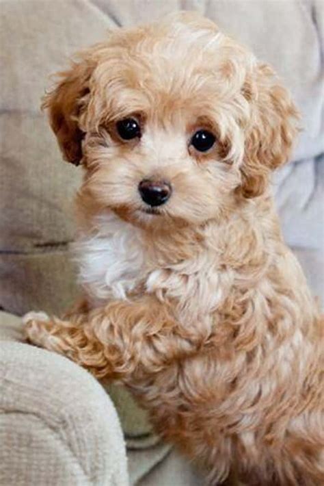 Cutest Maltipoo Pictures Cute Photos Of Maltipoos