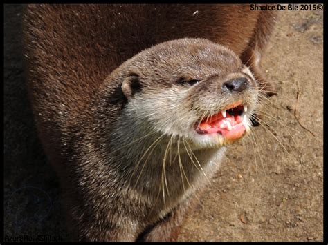 Angry Otter by AzureHowlShilach on DeviantArt