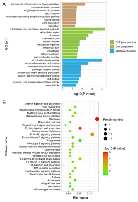 Go And Kegg Functional Enrichment Analyses Of The Deps A Go