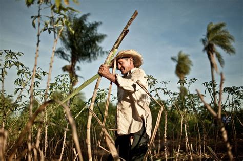 Controlan plaga en cultivos de caña panelera en el Valle