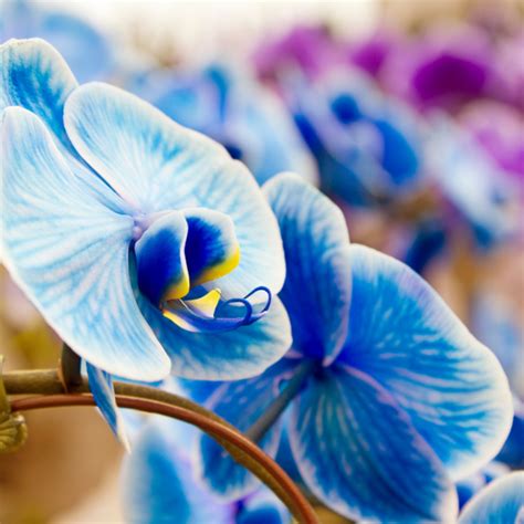 Mystique Orchid Care: Guide to Growing Blue Orchids - The Garden Pixie