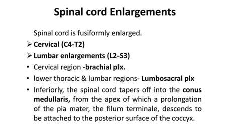 The Anatomy Of Spinal Cord Ppt