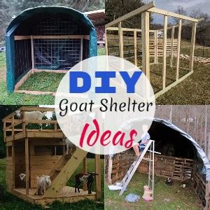 25 Free DIY Goat Shelter Ideas - DIYnCrafty