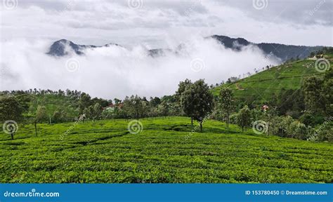 tea gardens   hills  coonoor   rainy clouds  monsoon