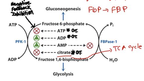 12 Regulation Of Glycolysis And Gluconeogenesis Flashcards Quizlet