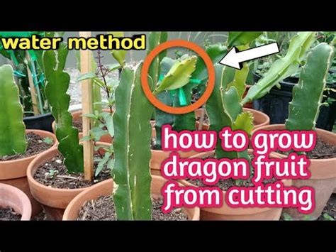 How To Grow Dragon Fruit From Cuttings Easiest Way To Propagate Dragon